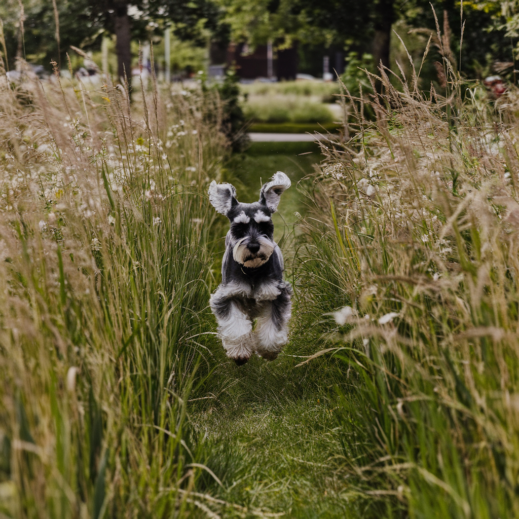 Schnauzer: aspetto, carattere, cura del pelo