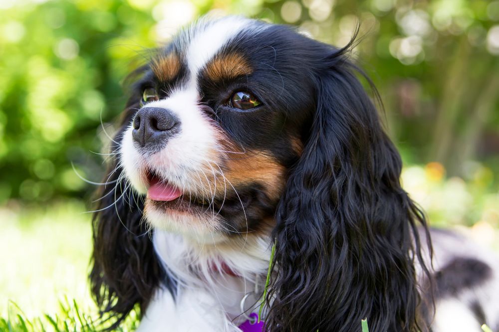Cavalier King: caratteristiche, cura e consigli per prendersene cura al meglio!