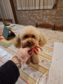 Nina, barboncino toy, dopo la toelettatura in cucina