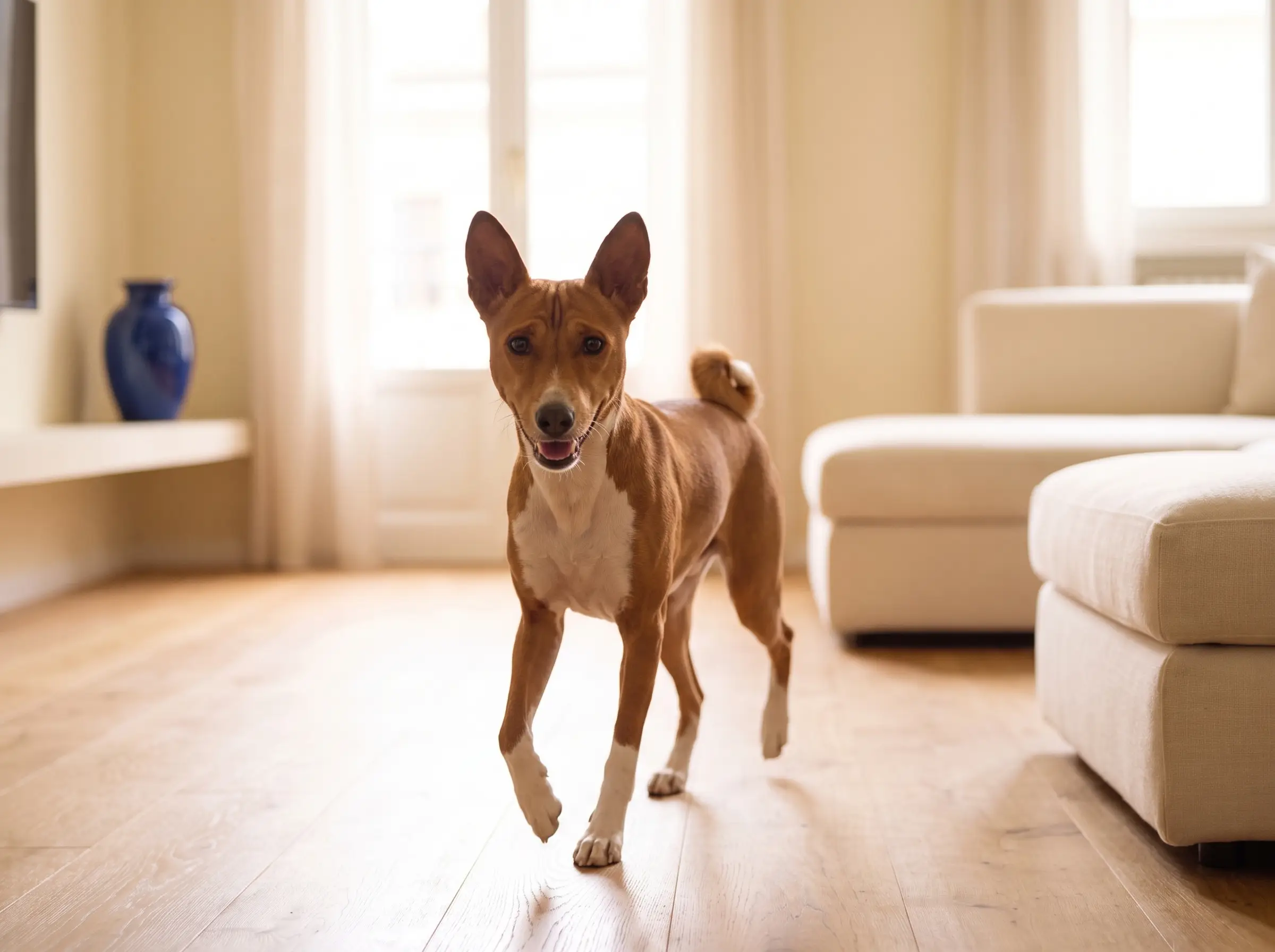 Basenji mentre mostra il suo carattere vivace e affettuoso