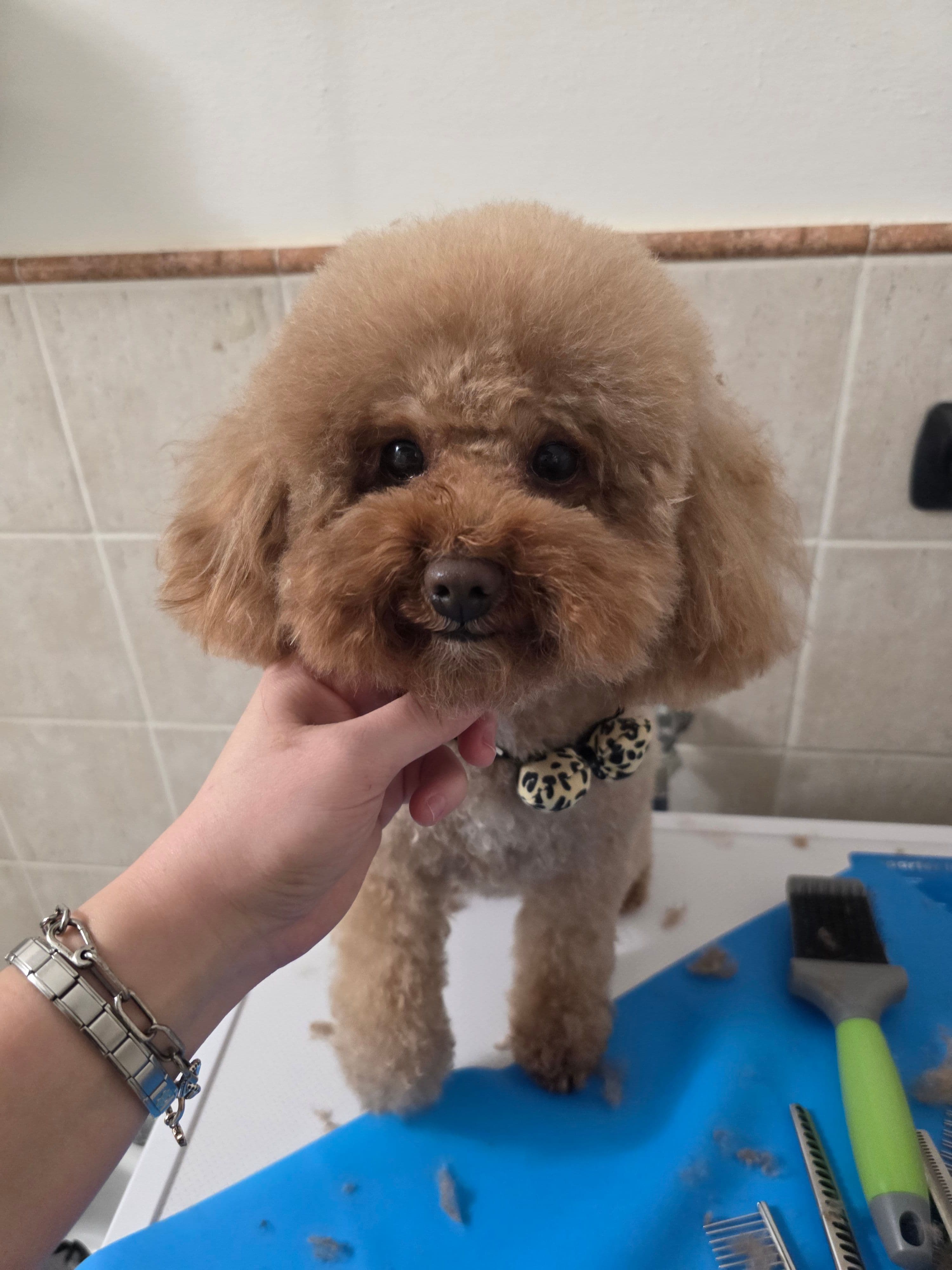 Cane dopo il grooming a domicilio