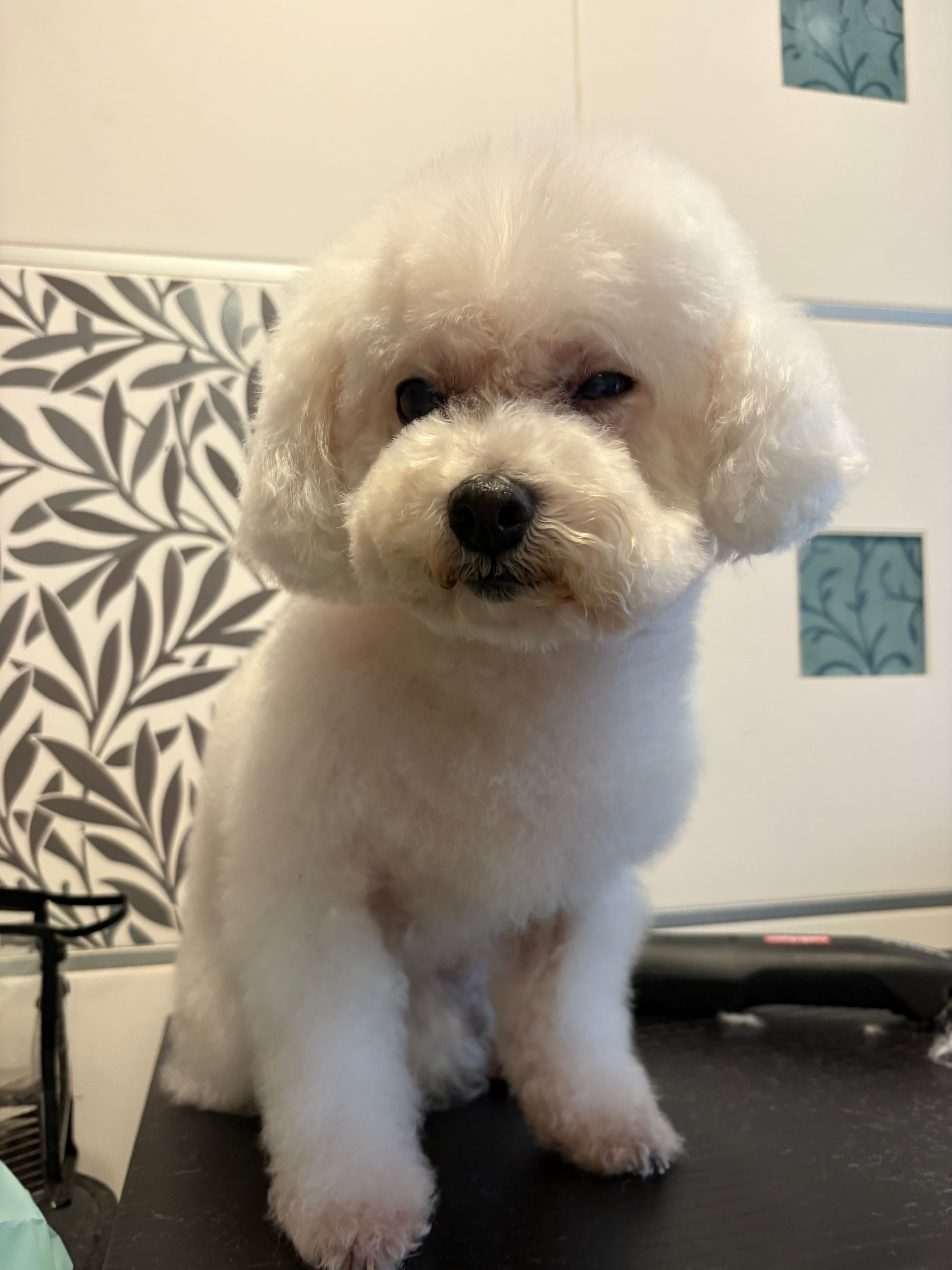 Cane toelettato a domicilio