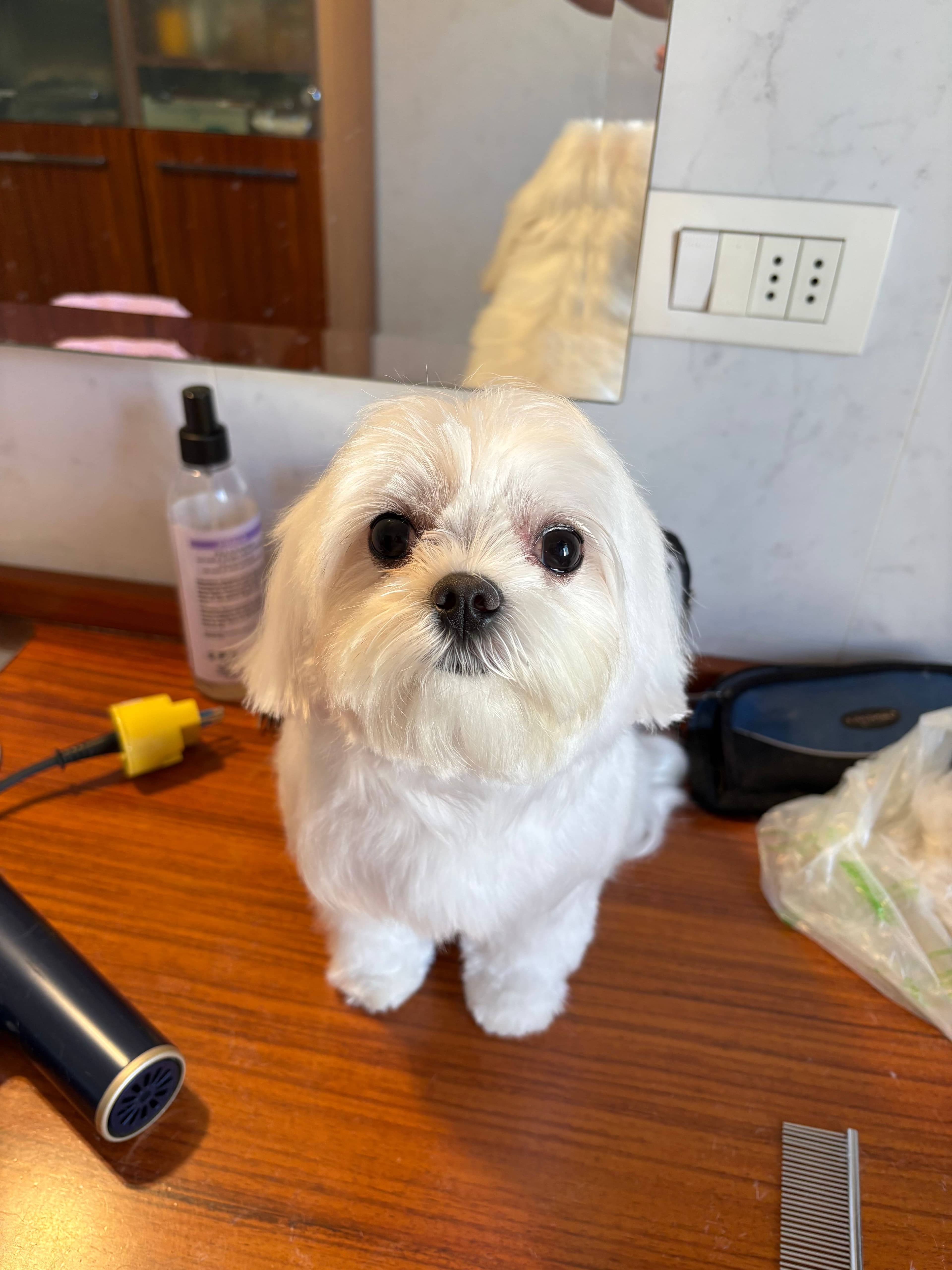 Cane splendido dopo il grooming