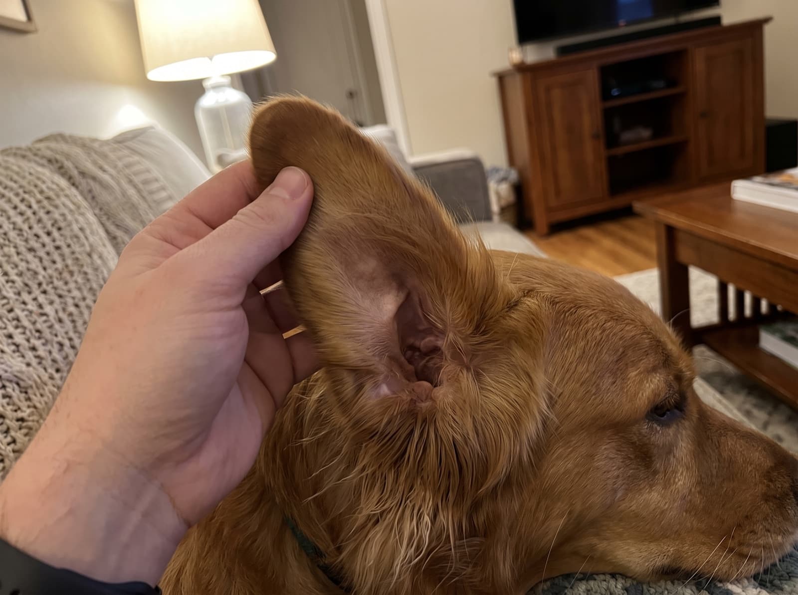 Proprietario che controlla con delicatezza l'orecchio del cane