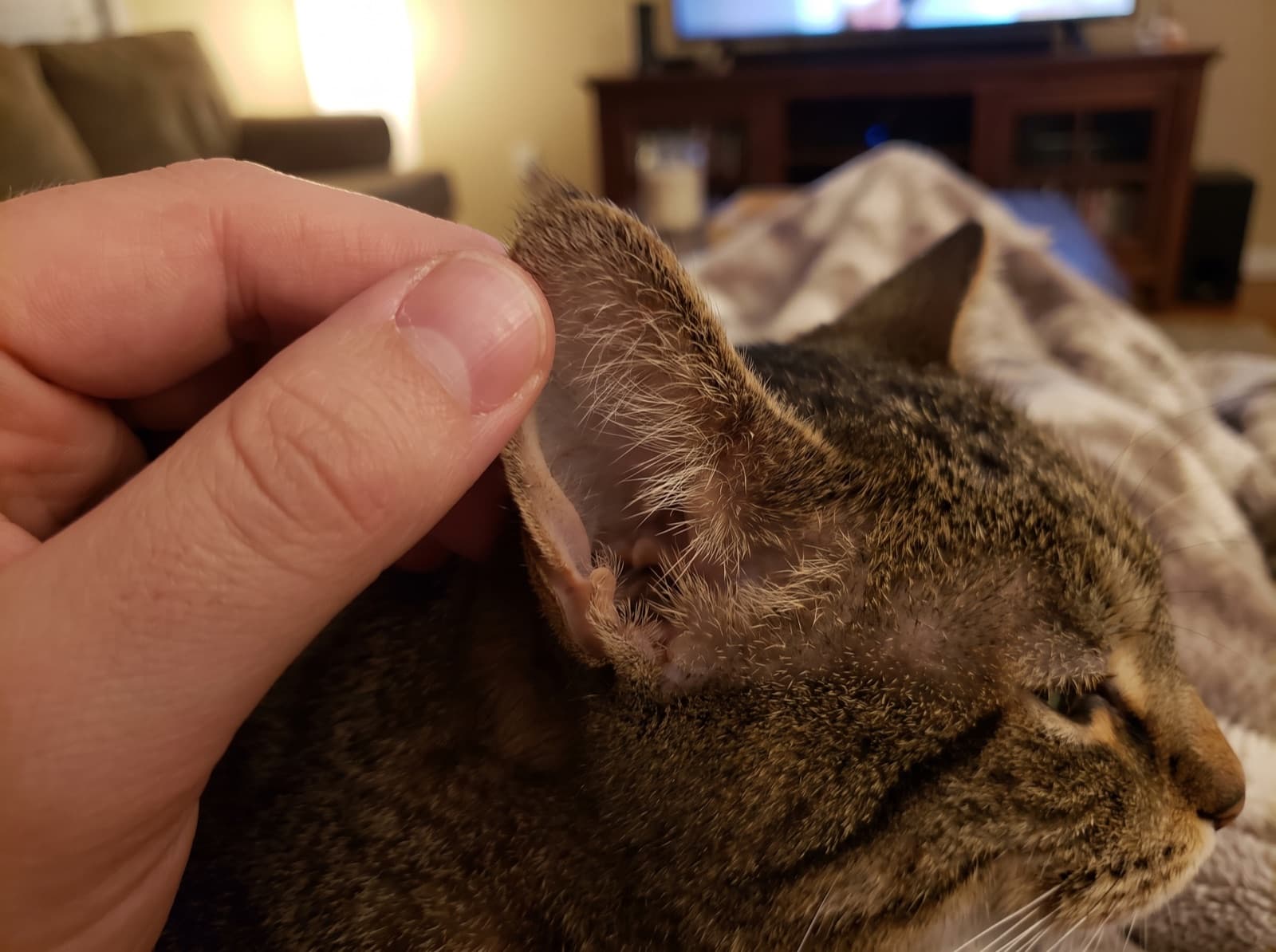 Proprietario che controlla con delicatezza l'orecchio del gatto