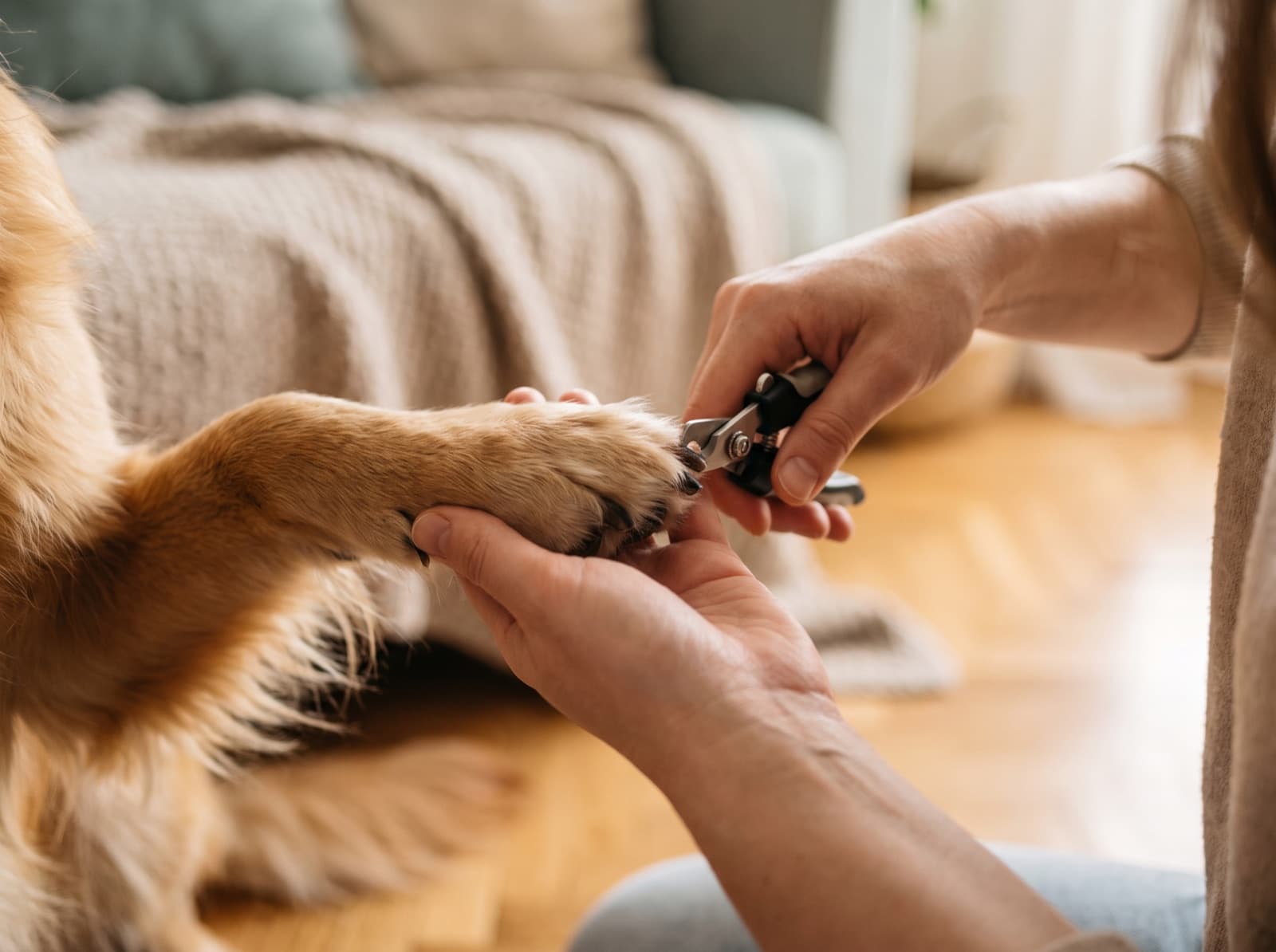 Taglio delle unghie a un cane con il tronchesino
