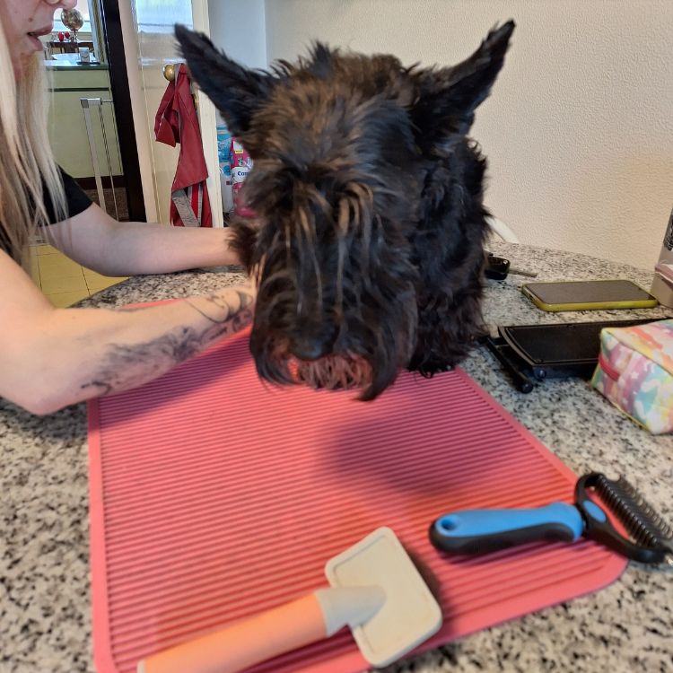 cane durante toelettatura