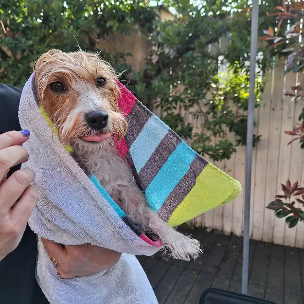 Cane toelettato, avvolto da un asciugamano