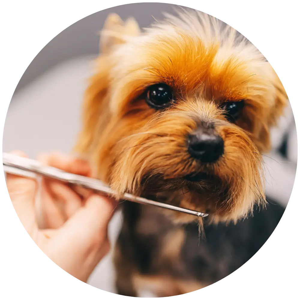 rifinitura a macchinetta cane