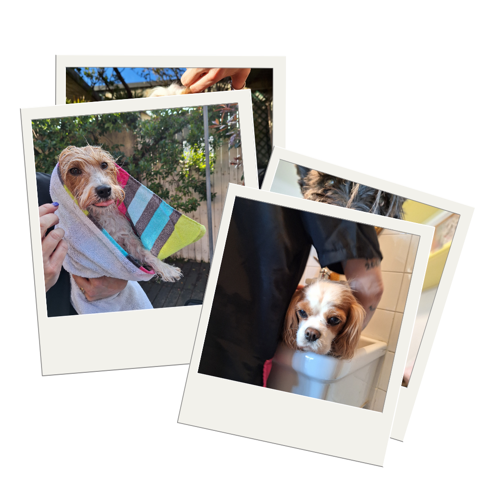 Polaroid Cani