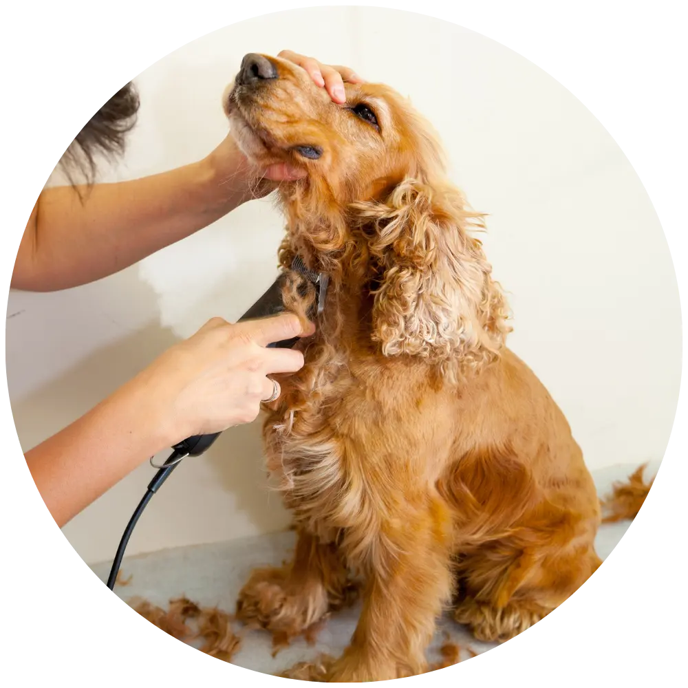 tosatura a macchinetta cane